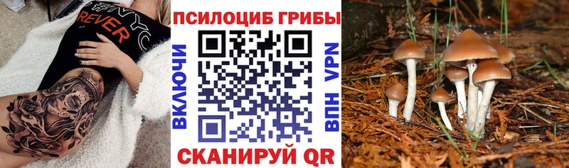 Псилоцибиновые грибы Cubensis Ростов-на-Дону