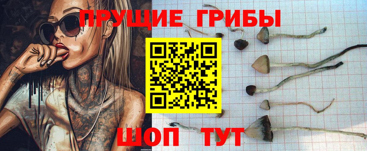 Ростов-на-Дону  Псилоцибиновые грибы ЛСД  Вход с VPN  Псилоцибиновые грибы Psilocybe 